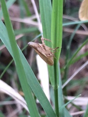 Rhynchomitra recurva