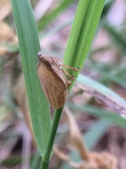 Rhynchomitra recurva