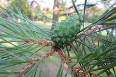 Pinus