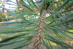 Pinus