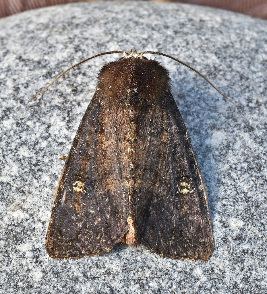 Doubtful Apamea Moth