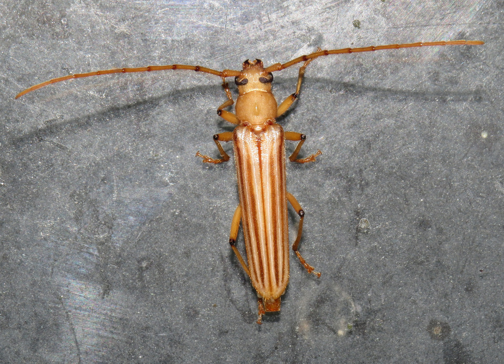 Malacopterus tenellus