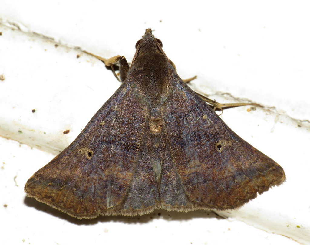 Renia acclamalis