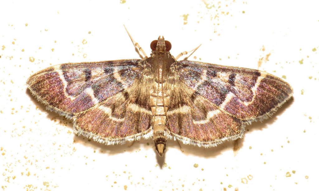 Herpetogramma salbialis