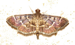 Herpetogramma salbialis