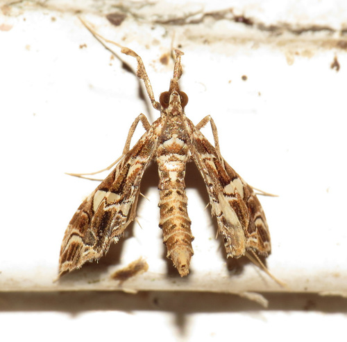 Lineodes convolutalis