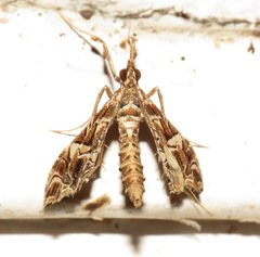 Lineodes convolutalis
