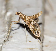 Lineodes convolutalis