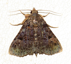 Metalectra praecisalis