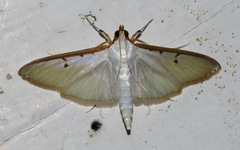 Palpita persimilis