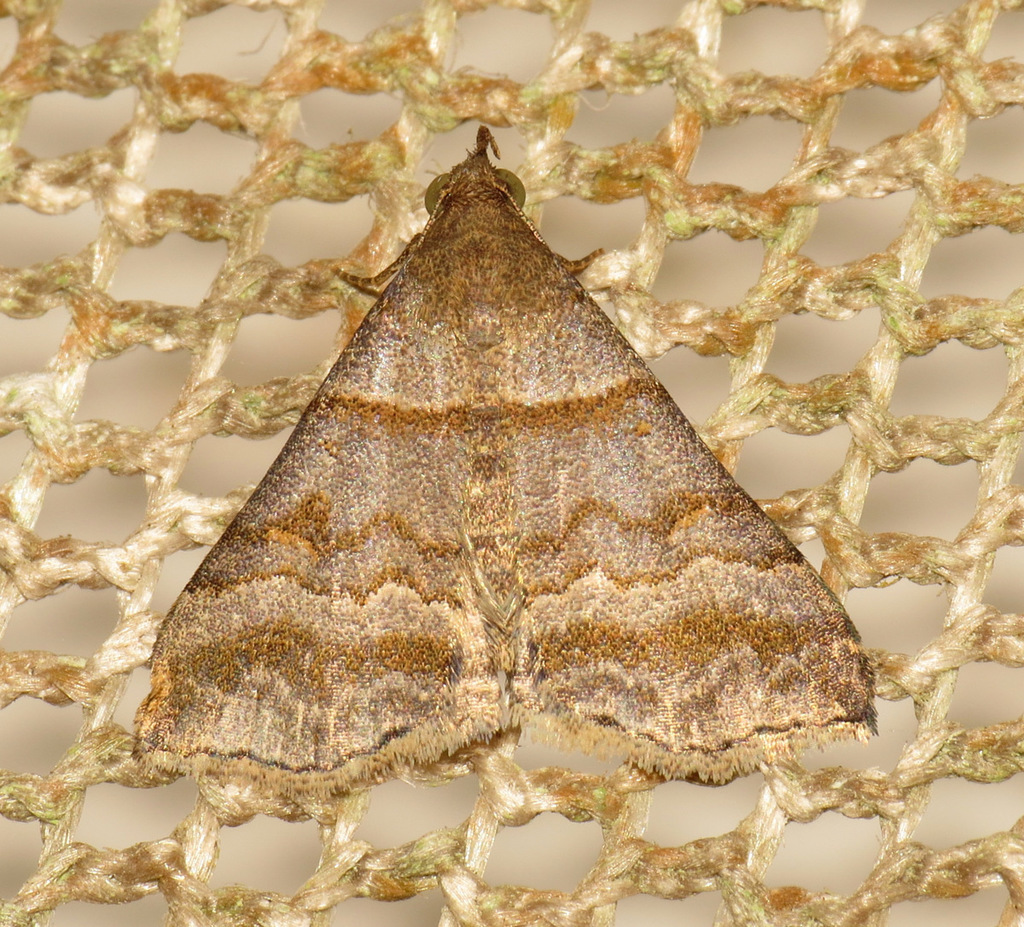 Heterogramma