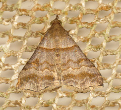 Heterogramma circumflexalis