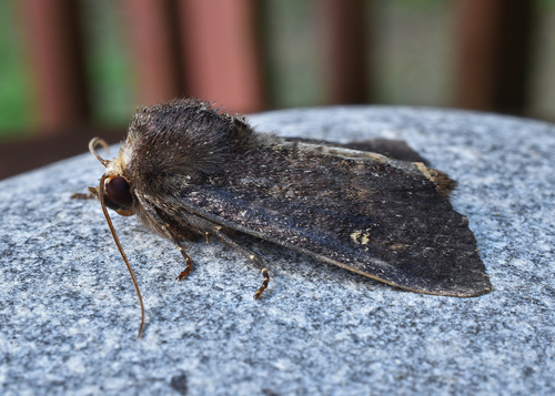 Doubtful Apamea Moth photo 2