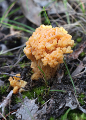 Ramaria capitata