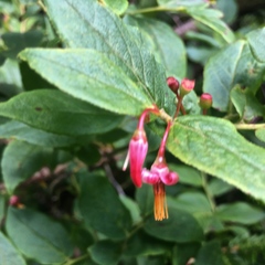 Vaccinium erythrocarpum