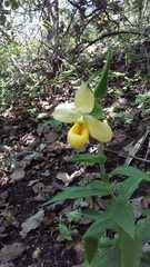 Cypripedium molle
