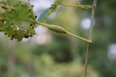 Neolasioptera vitinea