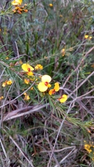 Dillwynia elegans