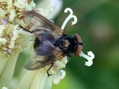 Phasia aurulans