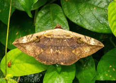 Hypopyra vespertilio
