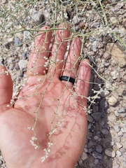 Eriogonum rotundifolium