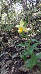 Cypripedium molle