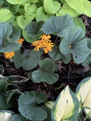 Ligularia
