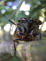 Cryptotympana facialis