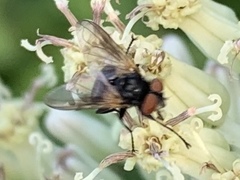 Phasia aurulans