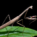 Asian Jumping Mantis - Photo (c) Shipher (士緯) Wu (吳), some rights reserved (CC BY-NC-SA)