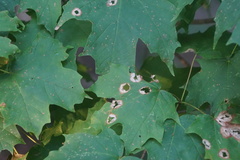 Acericecis ocellaris