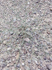 Eriogonum rotundifolium