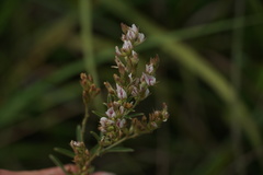 Lespedeza leptostachya