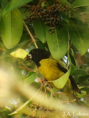 Coccothraustes abeillei