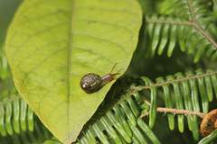 Simpulopsis decussata