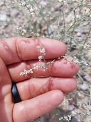 Eriogonum rotundifolium