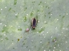 Hesperolabops gelastops