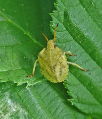 Euschistus