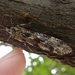 Stenopsychidae - Photo (c) urasimaru, some rights reserved (CC BY-SA)