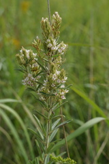 Lespedeza leptostachya