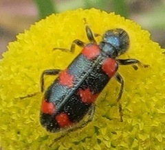 Trichodes nuttalli
