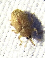 Lignyodes helvolus