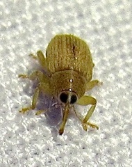 Lignyodes helvolus