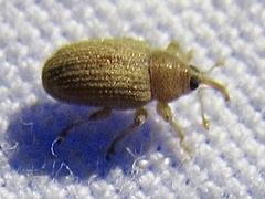 Lignyodes helvolus