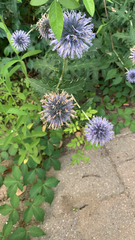 Echinops ritro