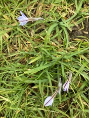 Ipheion uniflorum