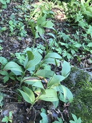 Cypripedium parviflorum