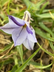 Ipheion uniflorum