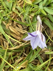 Ipheion uniflorum
