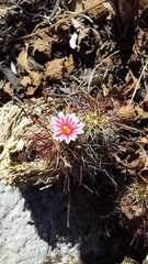Mammillaria tonalensis